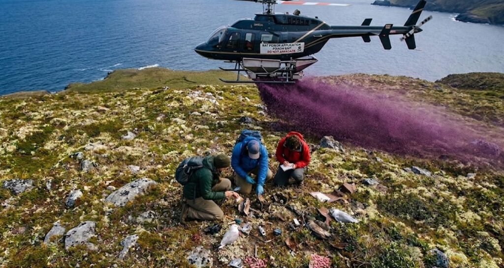 Helikopterle adaya tonlarca zehir bıraktılar: Yerde buldukları şey büyük bir felaketti